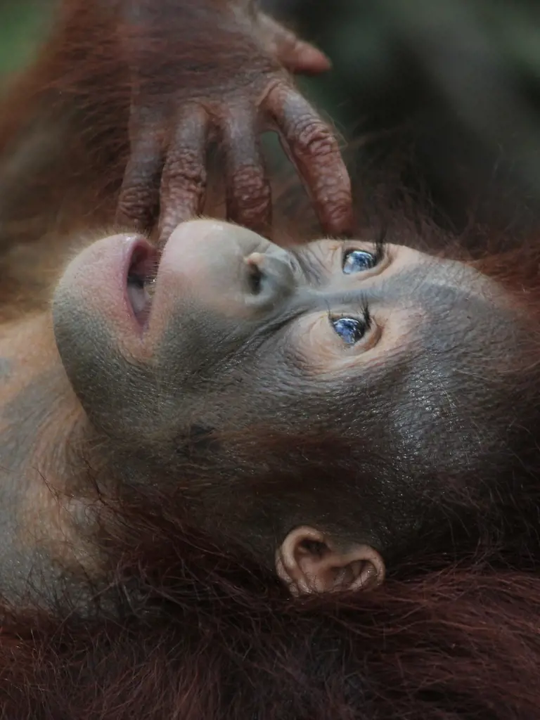 Borneo Wildlife Abenteuer in Malaysia